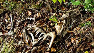 Decomposing body of an animal