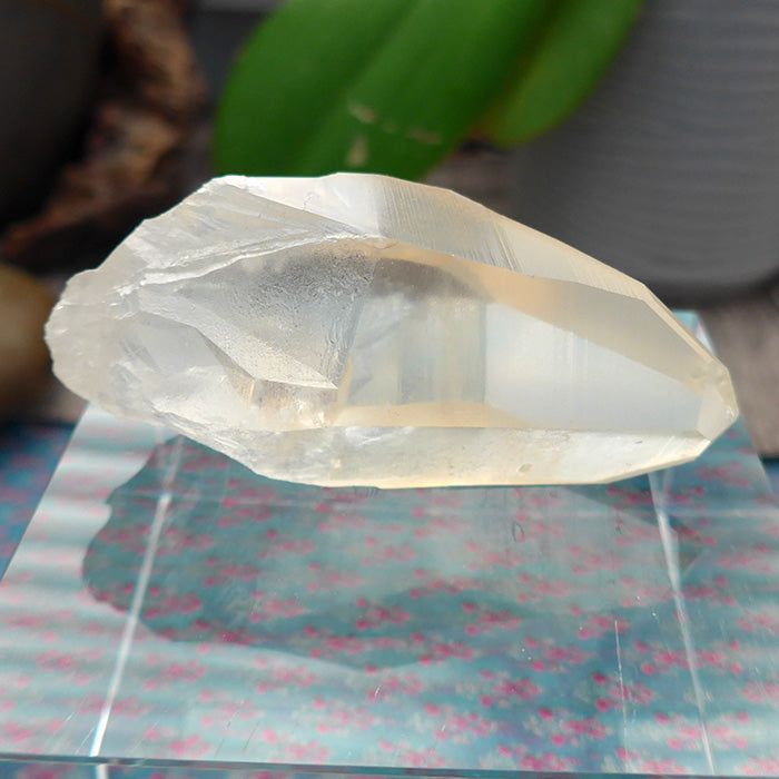 Pale Curvy Golden Lemurian Growth Interference Double Window Wand