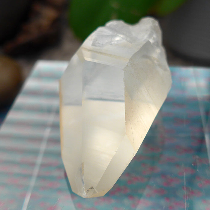 Pale Curvy Golden Lemurian Growth Interference Double Window Wand