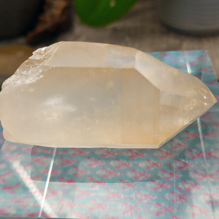 Curvy Golden Lemurian Growth Interference Point