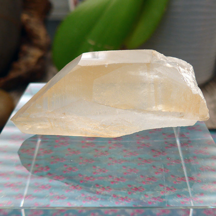 Curvy Golden Lemurian Growth Interference Point