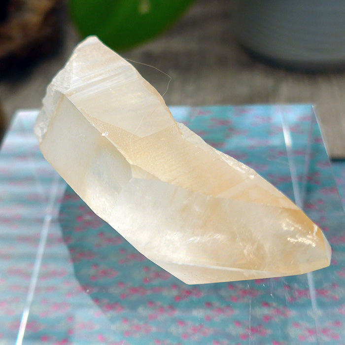 Curvy Golden Lemurian Growth Interference Point