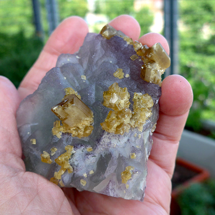 Golden Baryte Gems on a Blue-Green-Violet Fluorite