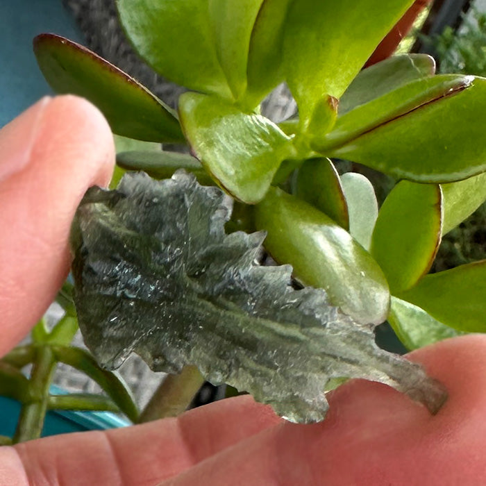 Besednice Moldavite Flying Spiky Teardrop Specimen