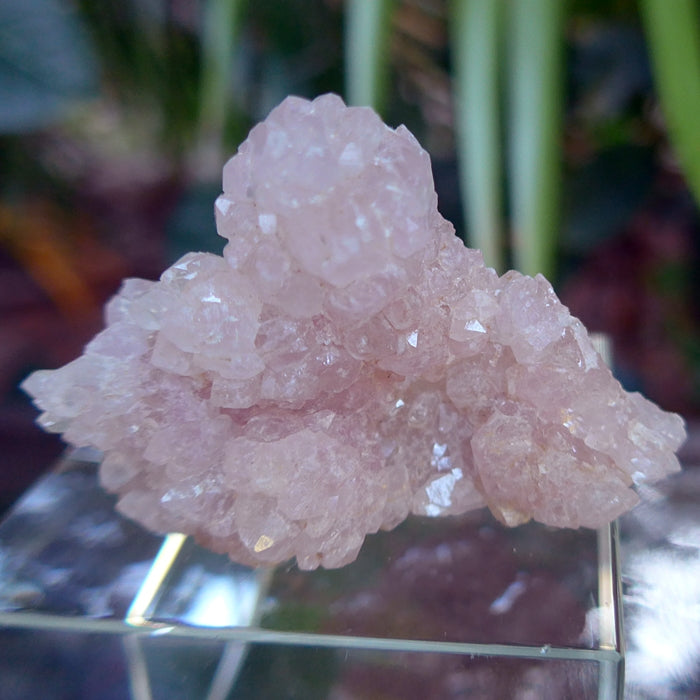 RARE Large Crystalized Rose Quartz on Smoky Pink Druzy Terminated Mineral Matrix deals